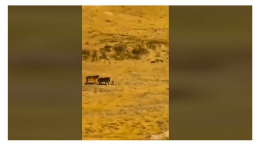 Ujqërit sulmojnë dy kuaj në një fushë