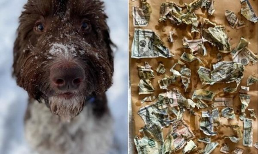 Qeni hëngri katër mijë dollarë