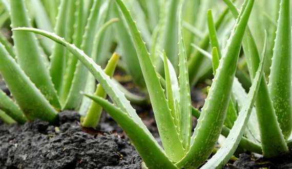 Aloe-vera mbron, qetëson, freskon dhe hidraton