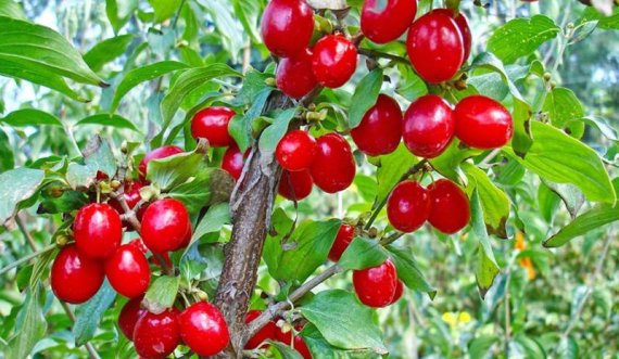 Thanat -pemë me shije të hatashme dhe fruta shërues
